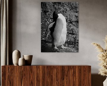 Showering Rockhopper Pinguin - Black & White by Remco van Kampen