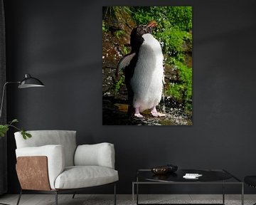 Douchende Rockhopper Pinguin - Color van Remco van Kampen
