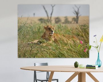 Lion in the grass sur Remco van Kampen