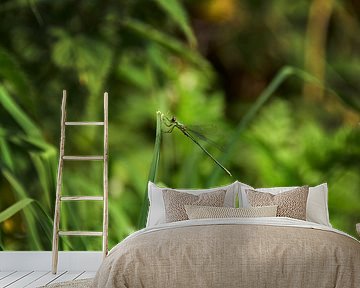 Libellen in Reeuwijk