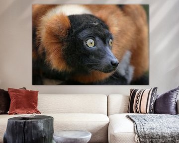 Der lemur von Carla van Zomeren
