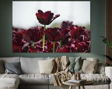 Donker rode tulpen van Corinna Vollertsen