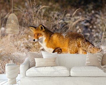 Snow fox by René Vos