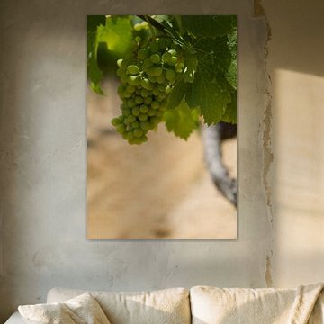 Grape vines in a vineyard in the South of France (1)