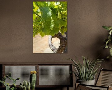 Druivestokken in een wijngaard in Zuid-Frankrijk (3) van rene marcel originals