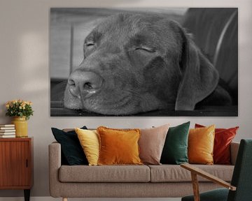Sleeping labrador by Melissa Peeters