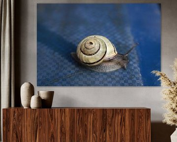 Slak op blauwe ondergrond