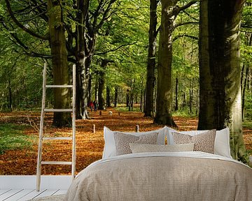 Spanderslaan. Beukenlaan in het Spanderswoud bij Hilversum