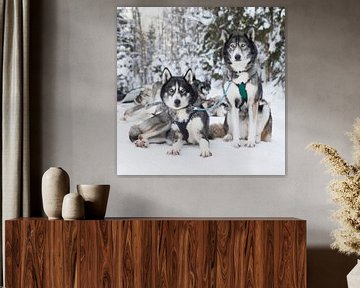 "Husky" Finnisch-Lappland von Rick Van der Poorten