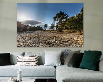 Hoorneboeg Heath bei Hilversum, Nordholland, Niederlande von Martin Stevens