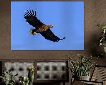 Seeadler- oder Seeadlerjagd im Himmel über Nord- von Sjoerd van der Wal Fotografie