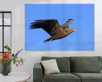 Seeadler- oder Seeadlerjagd im Himmel über Nord- von Sjoerd van der Wal Fotografie