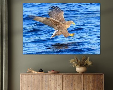 Seeadler taucht ins Wasser in einem Fjord von Sjoerd van der Wal Fotografie