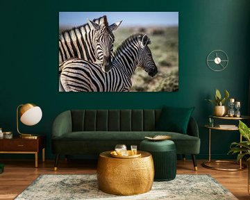 Atemberaubende Zebras auf afrikanischen Ebenen von Original Mostert Photography