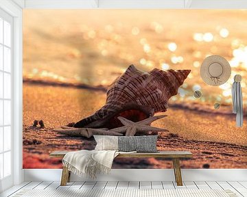Beach shell