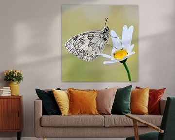 Marbled White *Melanargia galathea *, butterfly resting on a blossoming flower van wunderbare Erde