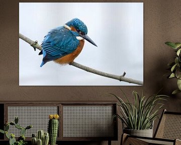 Eurasian Kingfisher * Alcedo atthis * in winter van wunderbare Erde