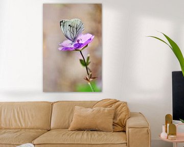 Vlinder op een paarse geranium van Jessica Berendsen