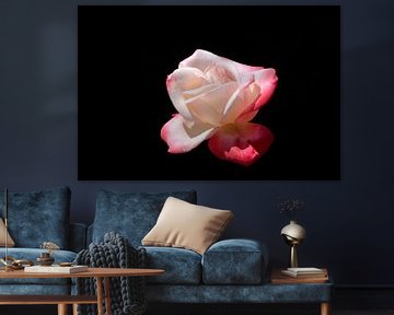 Roze roos op zwarte achtergrond van W J Kok