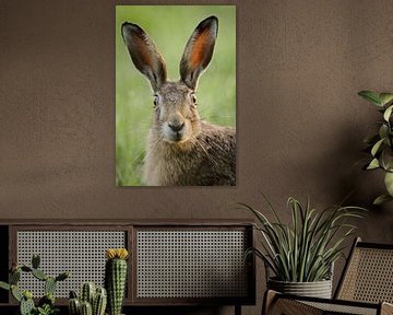 European Hare * Lepus europaeus * looks funny sur wunderbare Erde