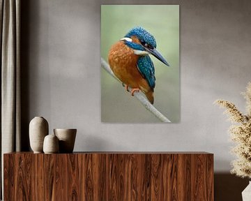 Eurasian Kingfisher * Alcedo atthis * in spring van wunderbare Erde
