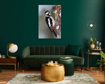 Great Spotted Woodpecker * Dendrocopos major * van wunderbare Erde