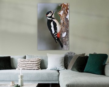 Great Spotted Woodpecker * Dendrocopos major * van wunderbare Erde