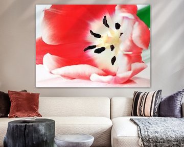 Tulipe rouge sur MSP Canvas