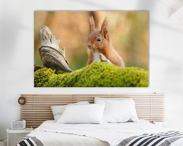 A Squirrel peeks over a tree trunk