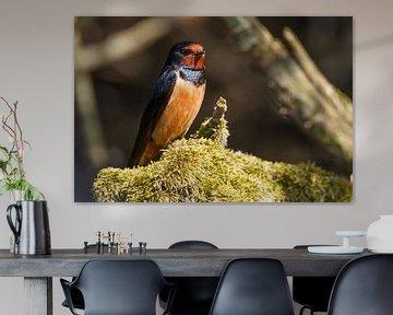 Barn swallow on a tree stump by Arjan van de Logt