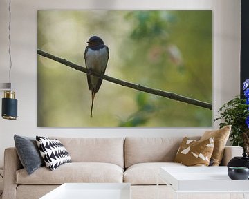 Barn swallow in the morning light by Arjan van de Logt