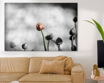 gekleurde bloeiende bieslook