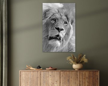 Lion King 5087 bw van Barbara Fraatz