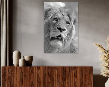 Lion King 5087 bw