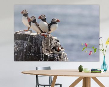 Papageientaucher auf den Farne-Inseln von Wendy Hilven