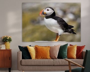 Puffin-papegaaiduiker van Wendy Hilven