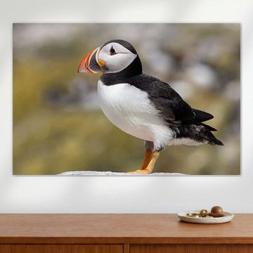 Puffin-papegaaiduiker
