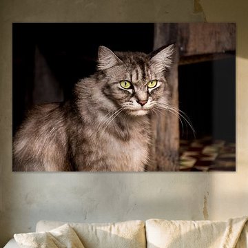 A long hair cat staring to the market outside