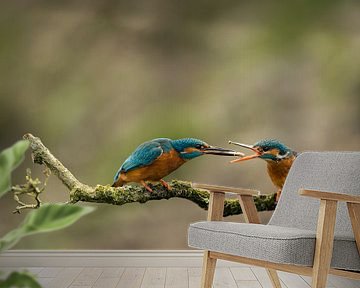 Kingfisher by Freddy Van den Buijs