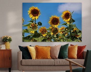 Sunflowers by Ad Jekel