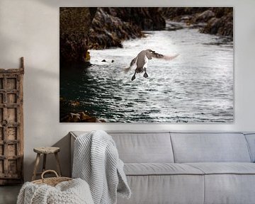 flying guillemot