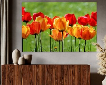 Yellow And Red Tulips sur Ioana Hraball