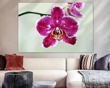 Pink Orchids by Ioana Hraball