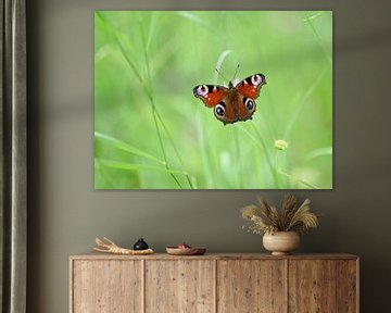 Butterfly on grass by Ioana Hraball