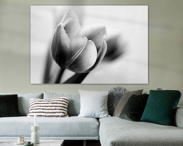 Tulpen (zwart-wit) von Ada Zyborowicz