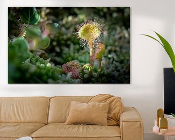 Zonnedauw is een vleesetend plantje. Dit is de ronde zonnedauw (Drosera rotundifolia) van Fred Louwen