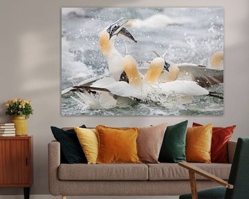 Vögel | Basstölpel in Aktion, Fischen in der Nordsee von Servan Ott