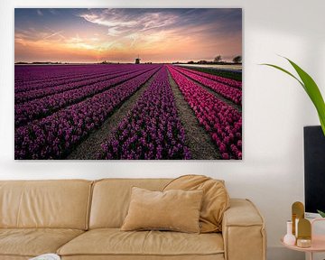 Hyacinth fields van Carla Matthee