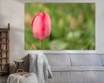 Pink Tulip sur Charlene van Koesveld