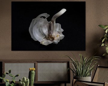 Garlick by Jeroen de Lang